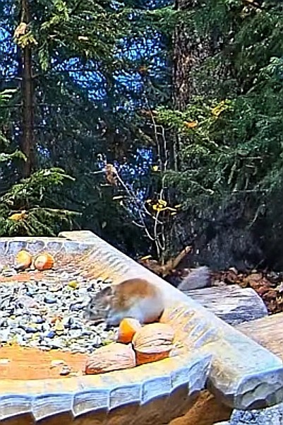 livebirdspoland_415300e3b576e7e5d325d66fc14a7893.jpg