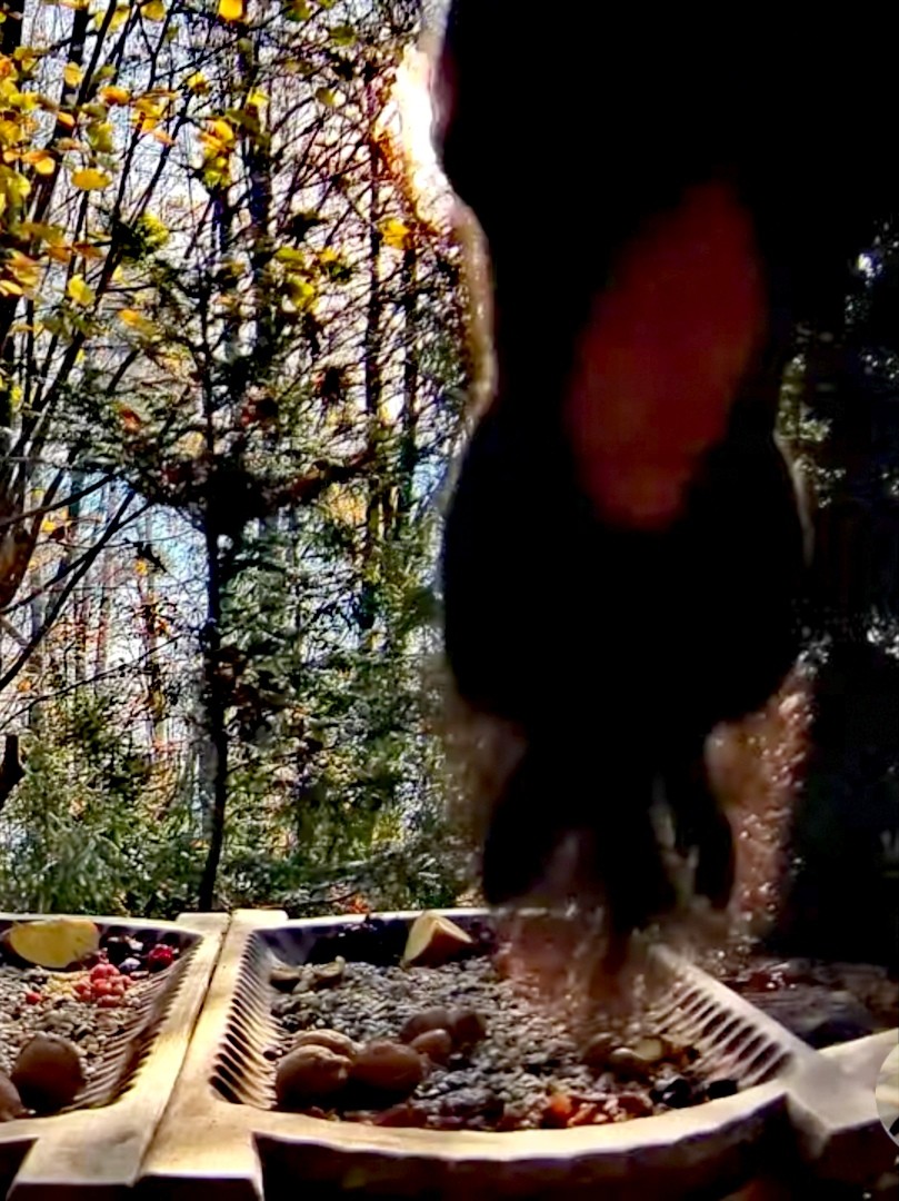 livebirdspoland_90c8715ea292ab53cc3c829aeb665e04.jpg