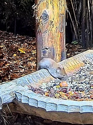 livebirdspoland_9f593453b5429223bfe2b8d324f006dd.jpg