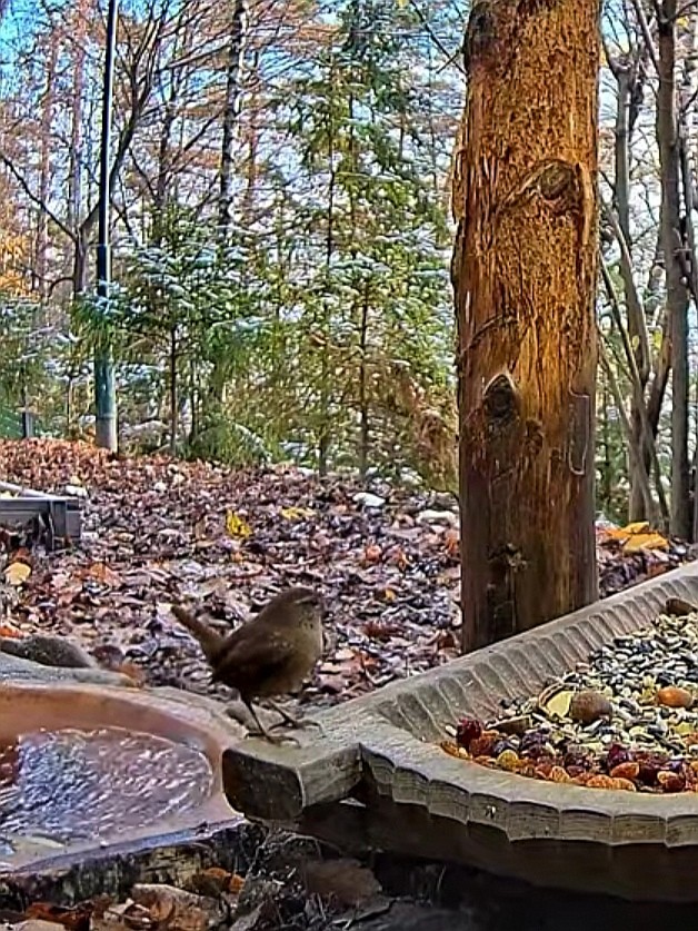 livebirdspoland_a254535b29bb8f98003500434cb01b8b.jpg