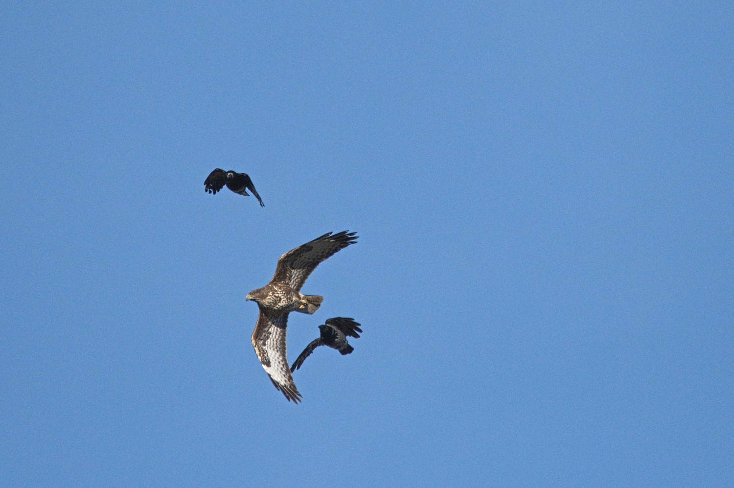livebirdspoland_3fe276ec7b4a5e3f77fc96f206202c66.jpg