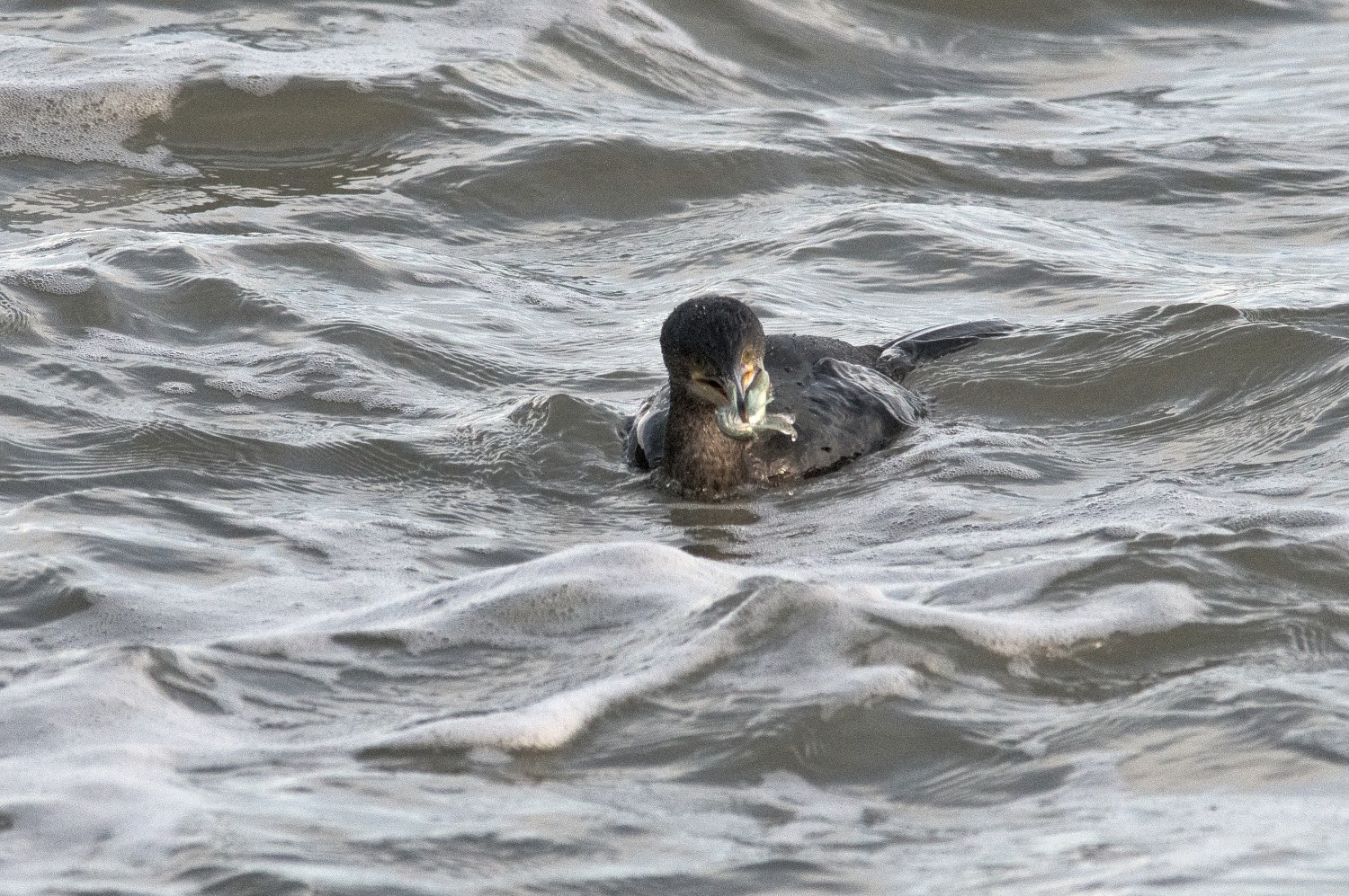 livebirdspoland_90a5f5bd54d4befba086e51a06888dcf.jpg