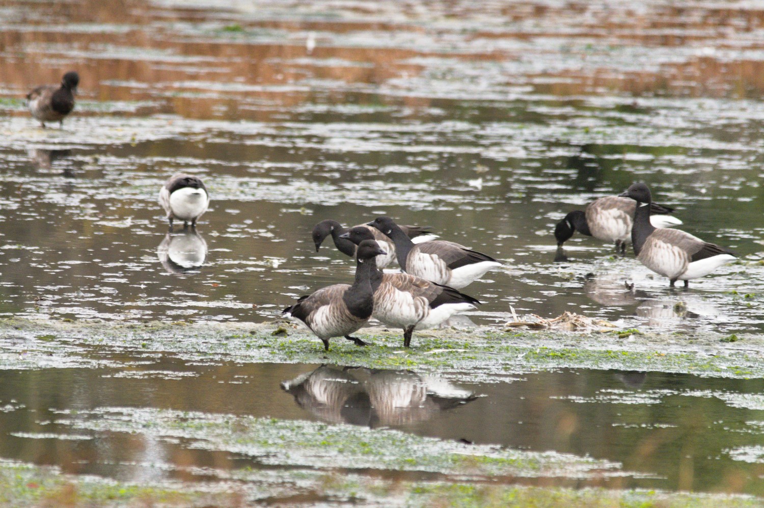 livebirdspoland_e6e46a96c1a8b79656c4541693ce78d5.jpg