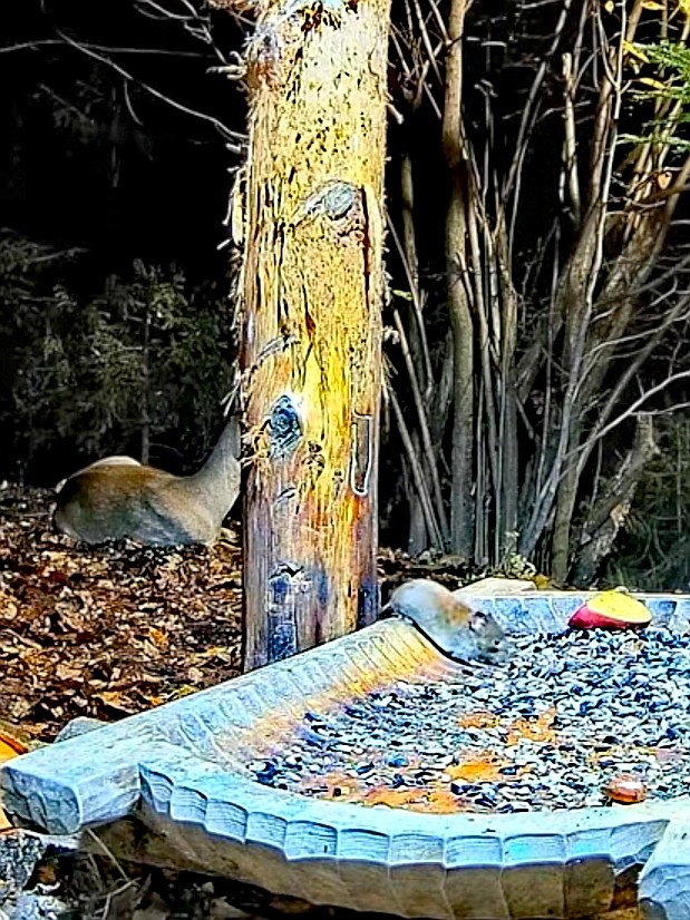 livebirdspoland_f6e57f33972c5f753824fc80b81d436c.jpg