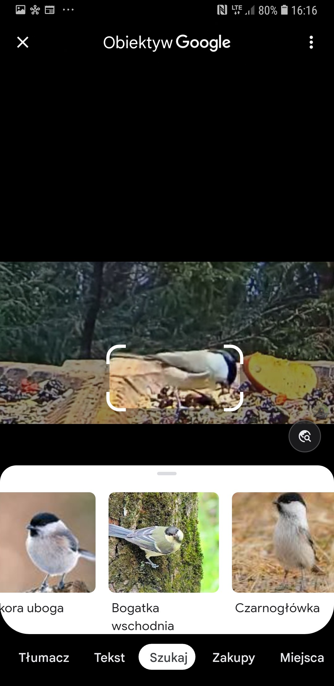 livebirdspoland_b752a9bf89800780246c694919f35a1b.jpg