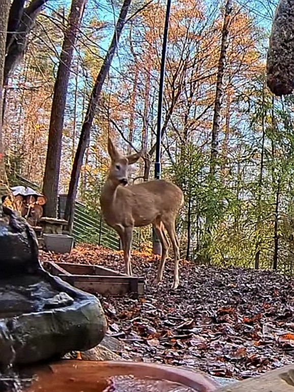 livebirdspoland_5f21760652078802150737fd75831cb7.jpg