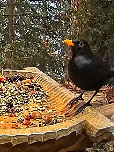 livebirdspoland_3508f791e4b9bdce2d63b670b4fd6bcf.jpg