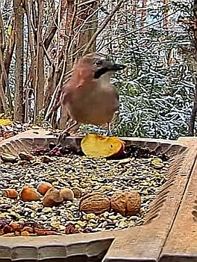 livebirdspoland_83c52a6dde5aa870c67182c89218eddd.jpg