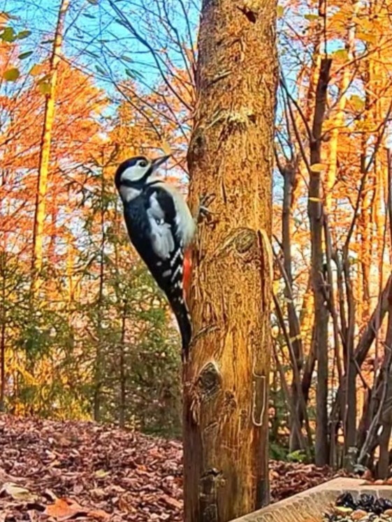livebirdspoland_365c2f6e3d8f2d69e4fa69bd8a3eeb72.jpg