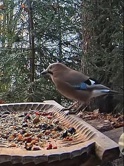 livebirdspoland_12f2a14d43c26beaedb4b33312b7c29c.jpg