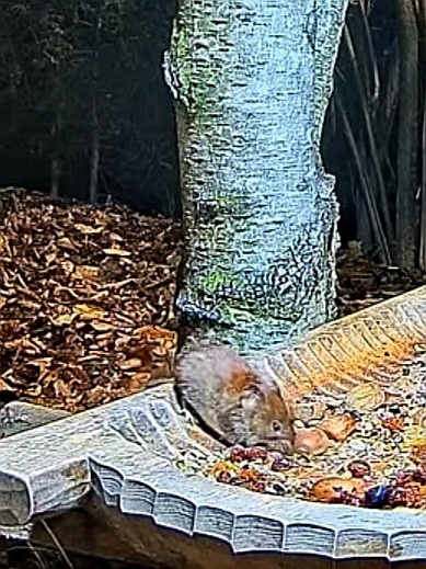 livebirdspoland_3cc8067fd35fed4649ac6ed93458c963.jpg