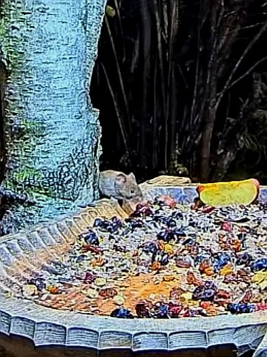 livebirdspoland_a1ece4851d1f90bf5d44d0afa8b1bfc8.jpg