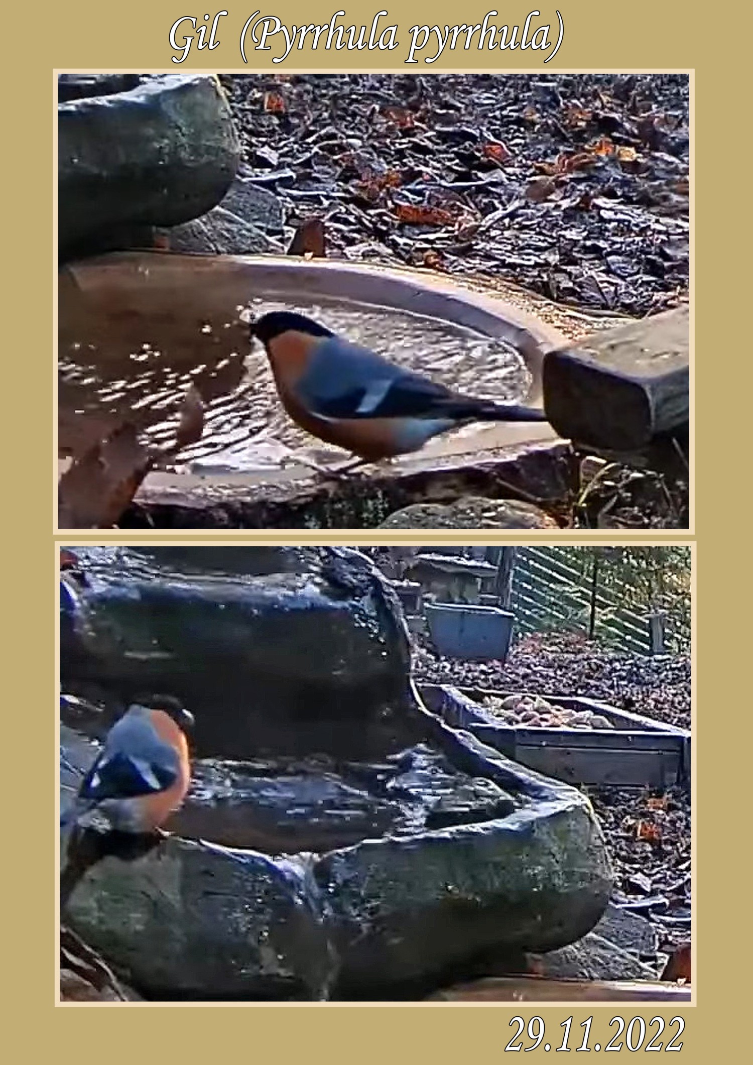livebirdspoland_aeafb34af2cc45a56847c281b615a228.jpg