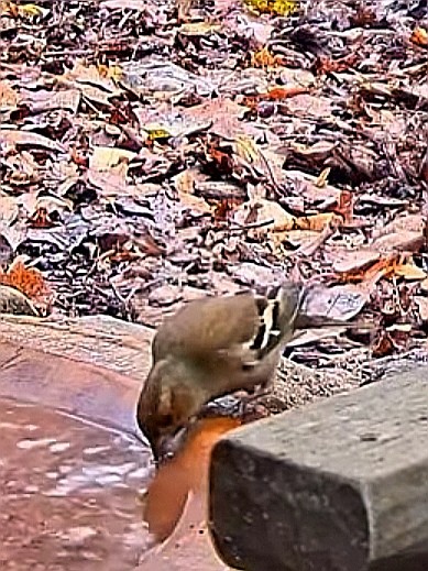 livebirdspoland_502d2c52a2b7b89d4a71cd597559a9f6.jpg