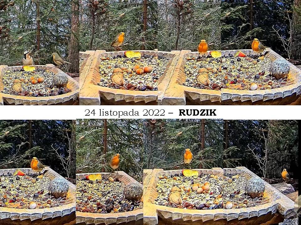 livebirdspoland_b1cbcd873fede3c8ee42559bde01f1d1.jpg