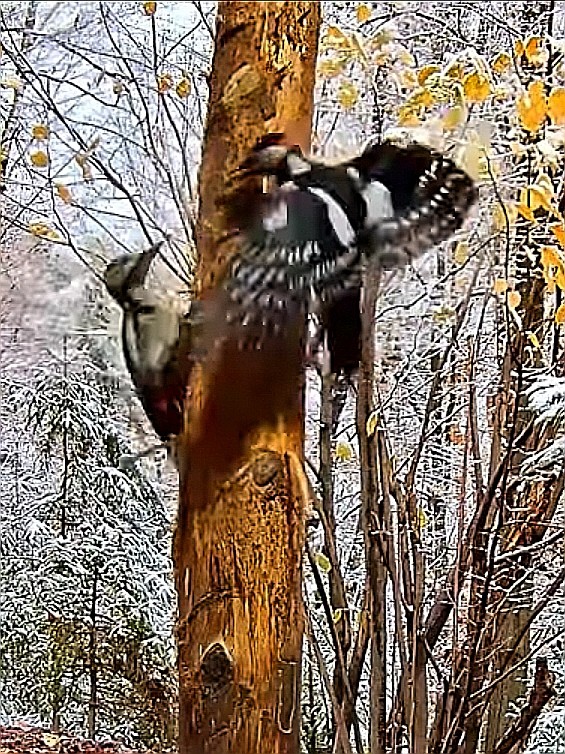 livebirdspoland_7bbc3217d8cb9e1fbe23b3cc93371fc3.jpg