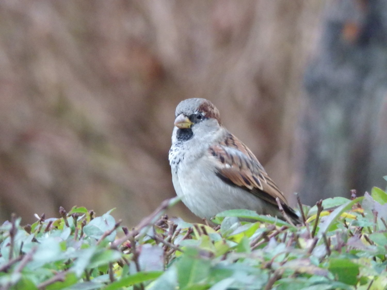 livebirdspoland_8119d67e913d0316a809b536ca1c7603.jpg