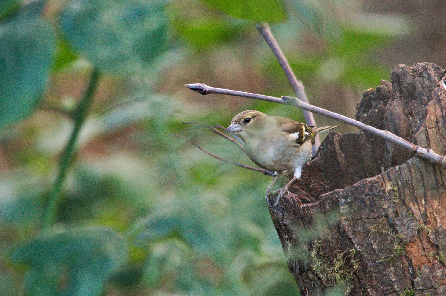 livebirdspoland_3bc72854d33b0eb0cd16f1e2b98c0953.jpg