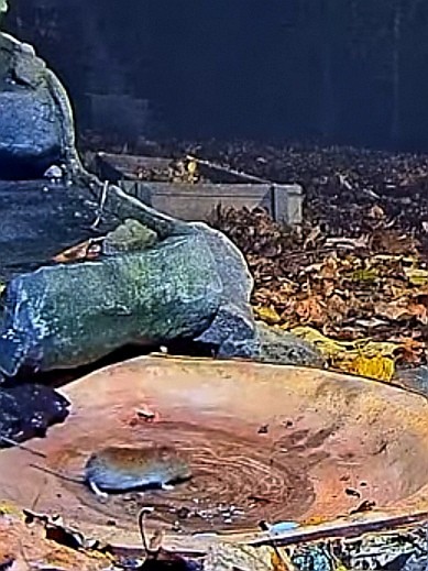 livebirdspoland_4a391f29708b62a8e0b1b6d0bc6054fd.jpg