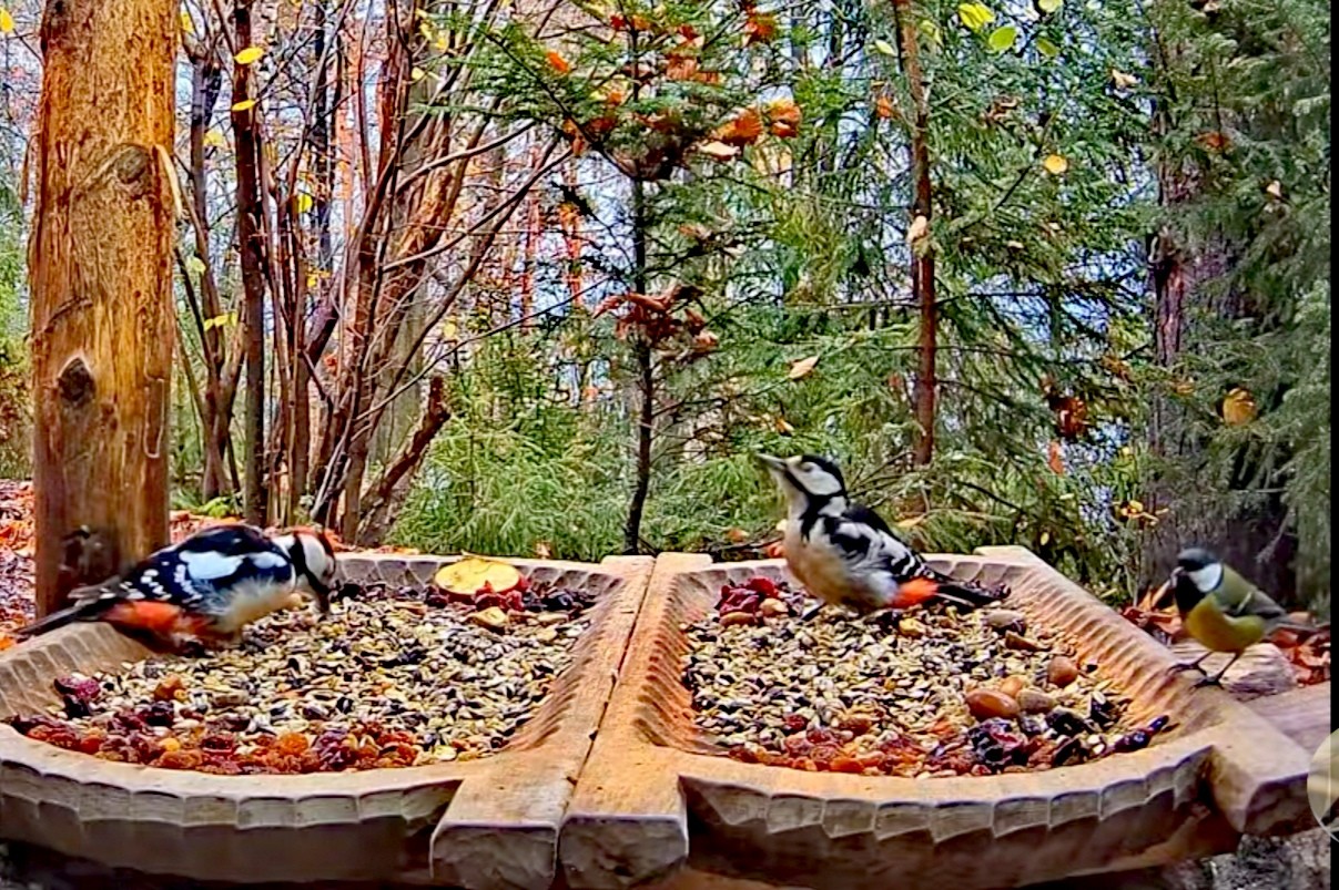 livebirdspoland_87b0bc19a701f95d27e9b4bc89cd93ce.jpg