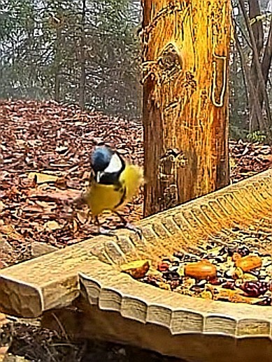 livebirdspoland_0b545bb1f3ecd14af4cc9ad42f31aae6.jpg
