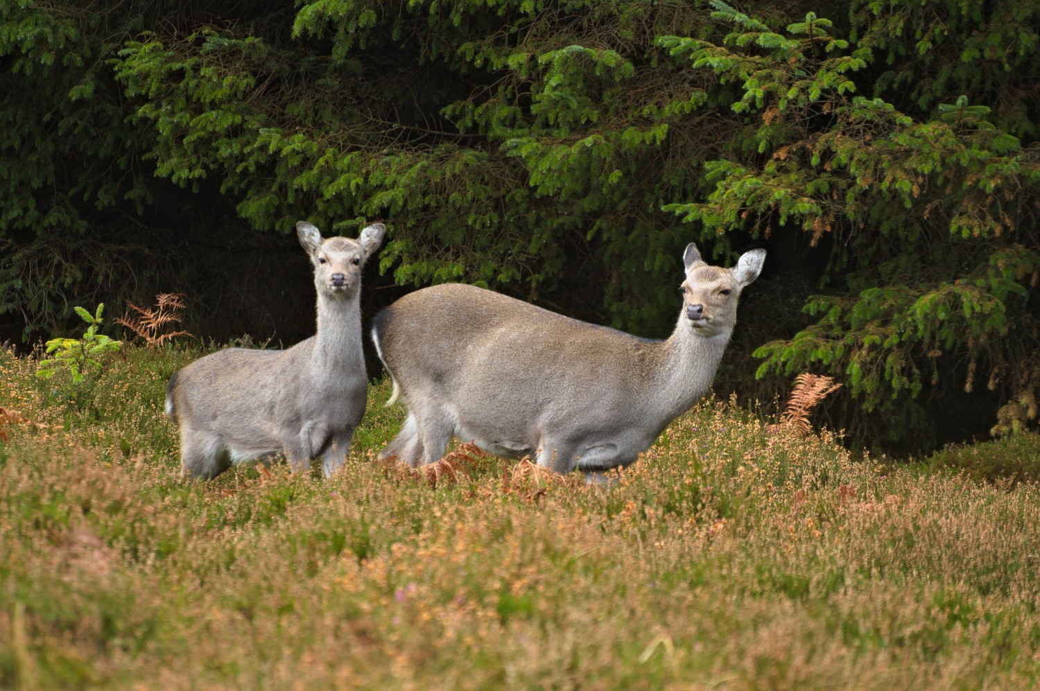 livebirdspoland_33374b1e588631b7db39c90026d3b91f.jpg