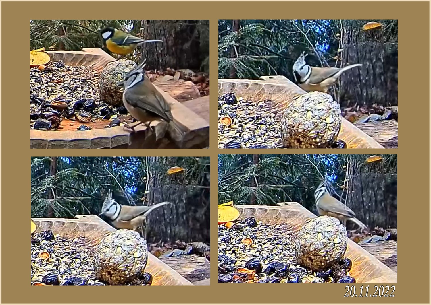 livebirdspoland_e06d36faf4192d2142ddd9cdd9966b32.jpg