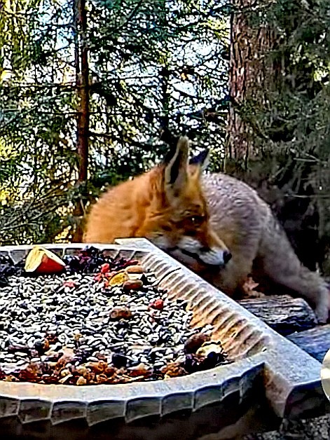 livebirdspoland_e8bf85725e638da6b2e45f7cab991bee.jpg