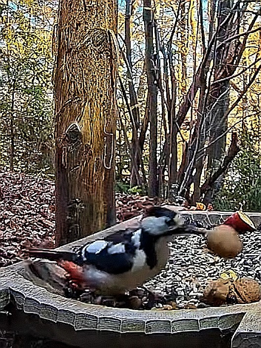 livebirdspoland_a182398fa48688fd1416ca015e384765.jpg