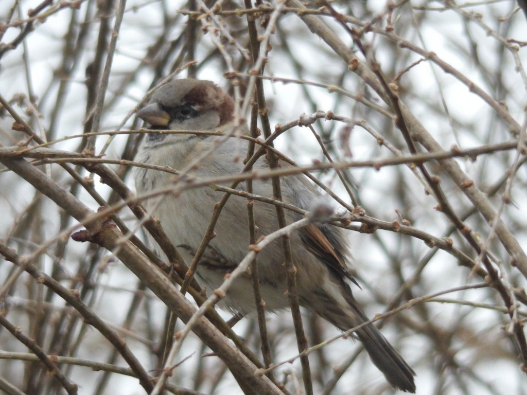 livebirdspoland_cad0ebdf37febd08af19ac271da842a0.jpg