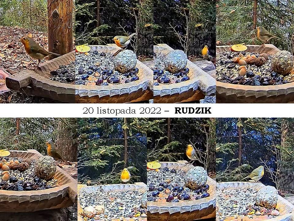 livebirdspoland_e0e75f3e75f0db864f370e3ec7755b2b.jpg