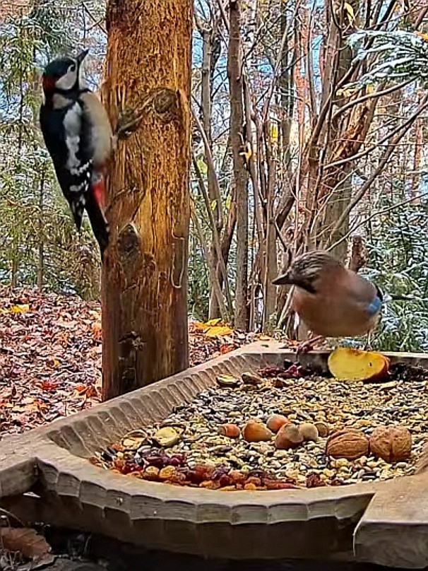 livebirdspoland_b1f918eaaf2c5822ddbdfe8209df26cf.jpg