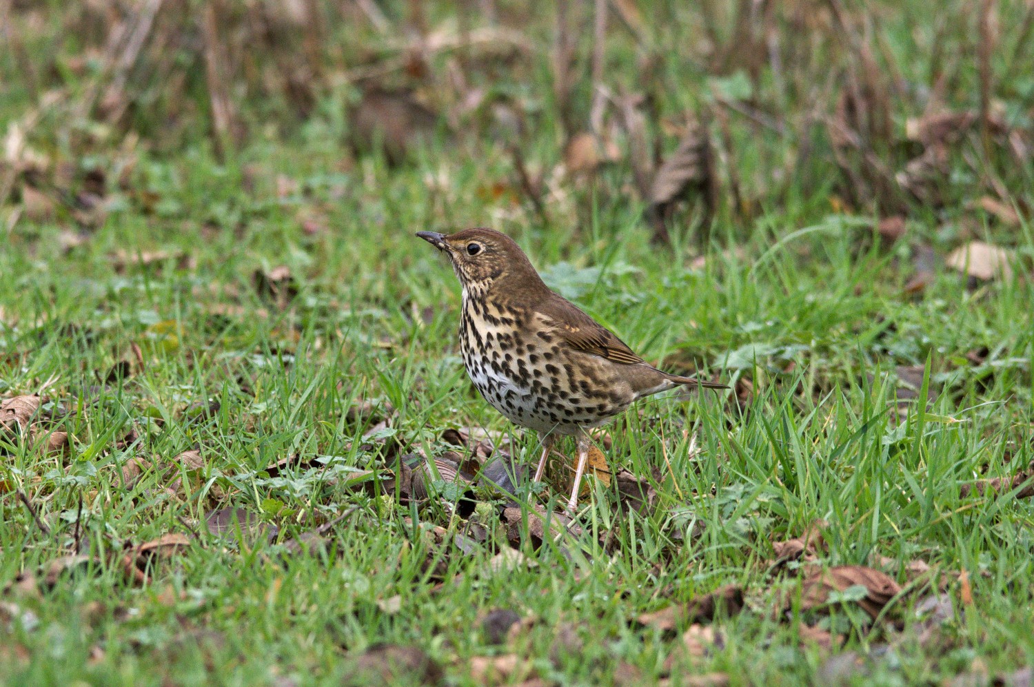 livebirdspoland_84084ede4127df8b462f02c4d1d4f982.jpg