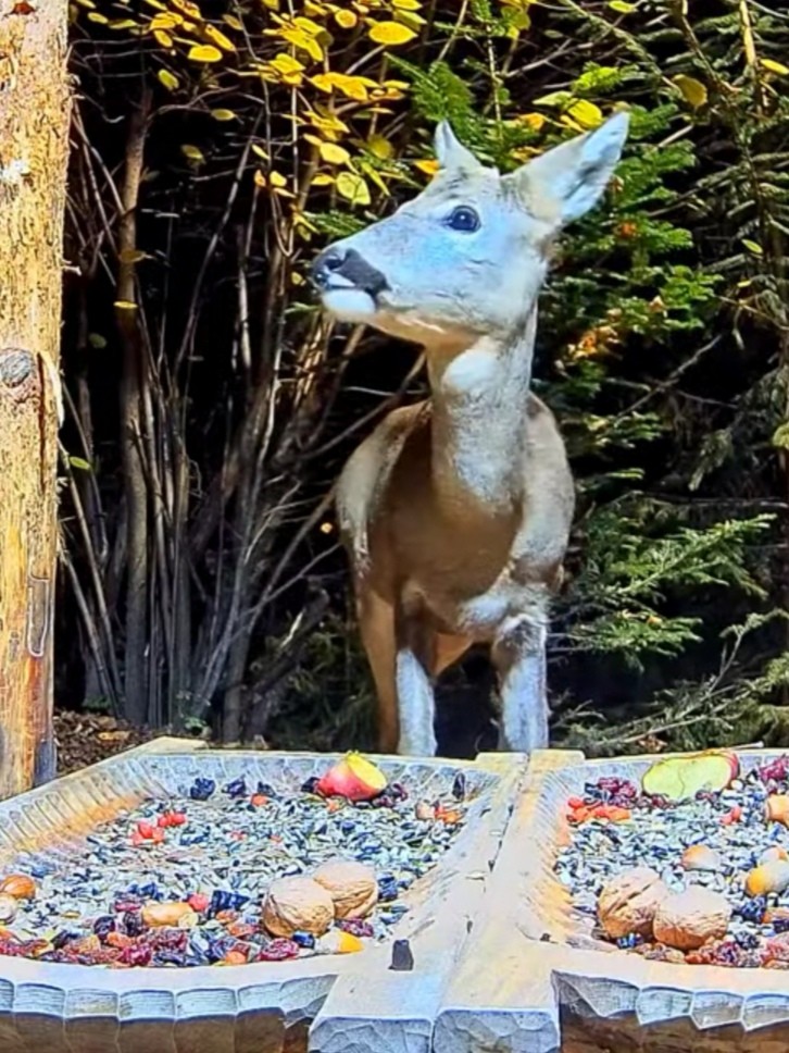 livebirdspoland_975531654bc2791f0e6febb8af93833d.jpg