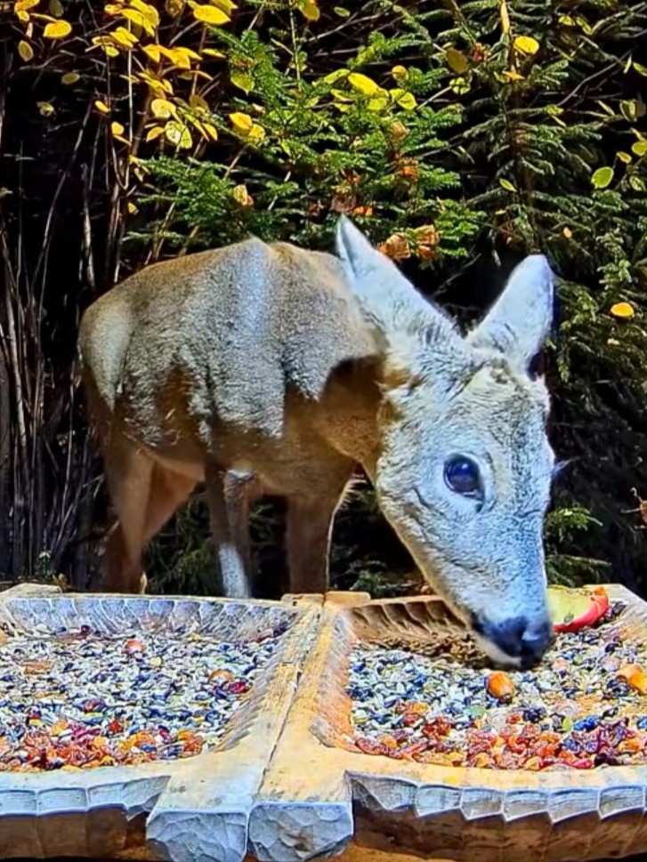 livebirdspoland_35591f4ea7b583ba0f480018cf2fb798.jpg