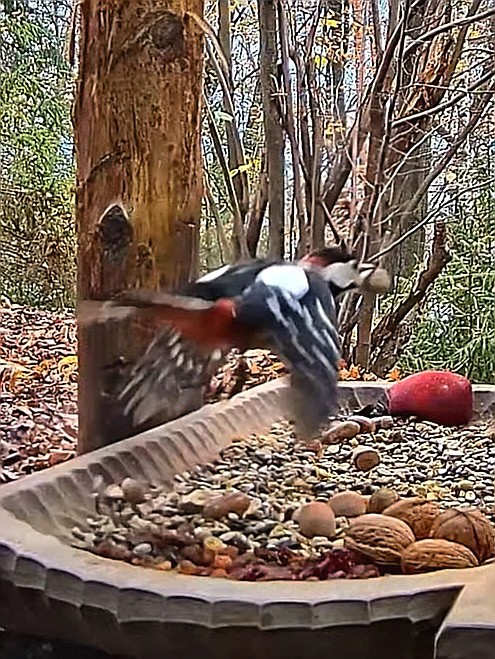 livebirdspoland_32cceb7bd5c34b56d468e0c597329e14.jpg