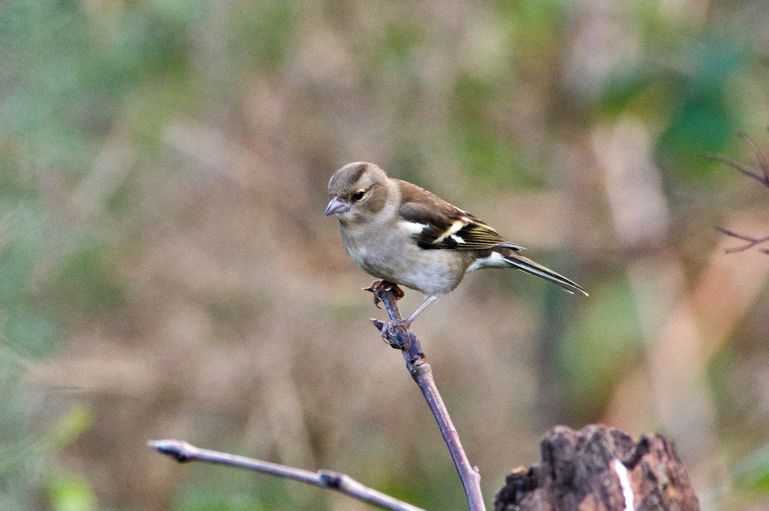 livebirdspoland_afec9ef7658b2bdfd346d2b7f8c7fda1.jpg