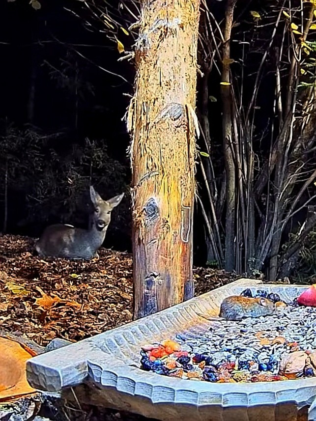 livebirdspoland_eb09f13387c874298c4cb4573b6f3dca.jpg