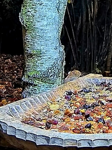 livebirdspoland_6e5ca2d180fd37eb77ea884f2e735118.jpg