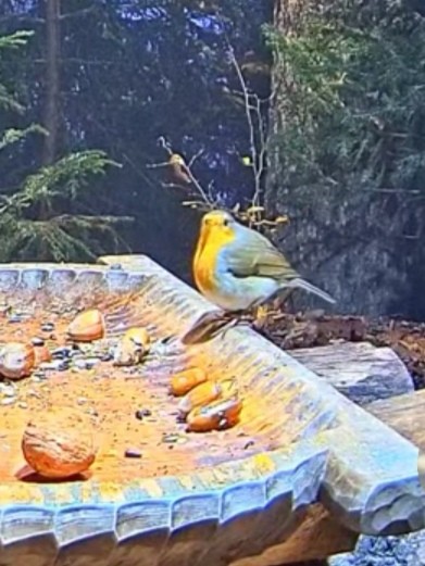 livebirdspoland_78a9368c12b98fe17a539d11b274edd1.jpg
