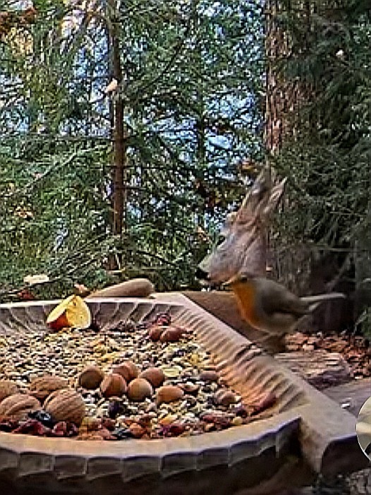 livebirdspoland_68d1b96eba665304820bddc447f0b45a.jpg