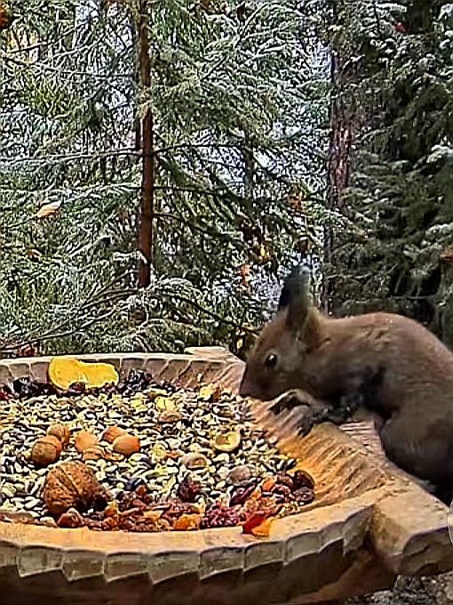 livebirdspoland_6d8e5cca3dd6a2d37d0a0926ac5751fd.jpg