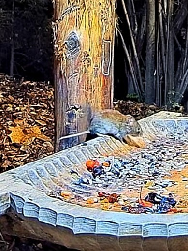livebirdspoland_c730e97933e696340989de07051dfe6e.jpg