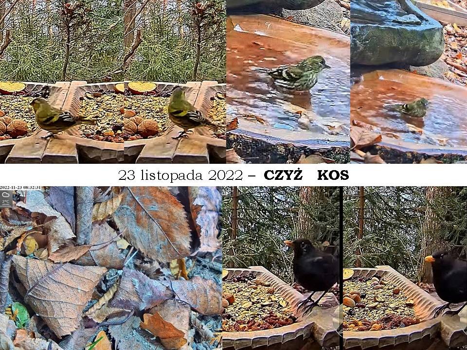 livebirdspoland_7a0ca48818653258a0b1da9bb8fe4997.jpg