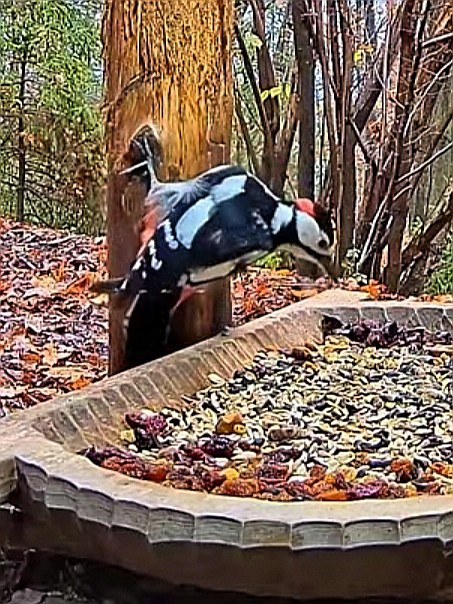 livebirdspoland_1d997663264b3d9ef73be9327091a947.jpg