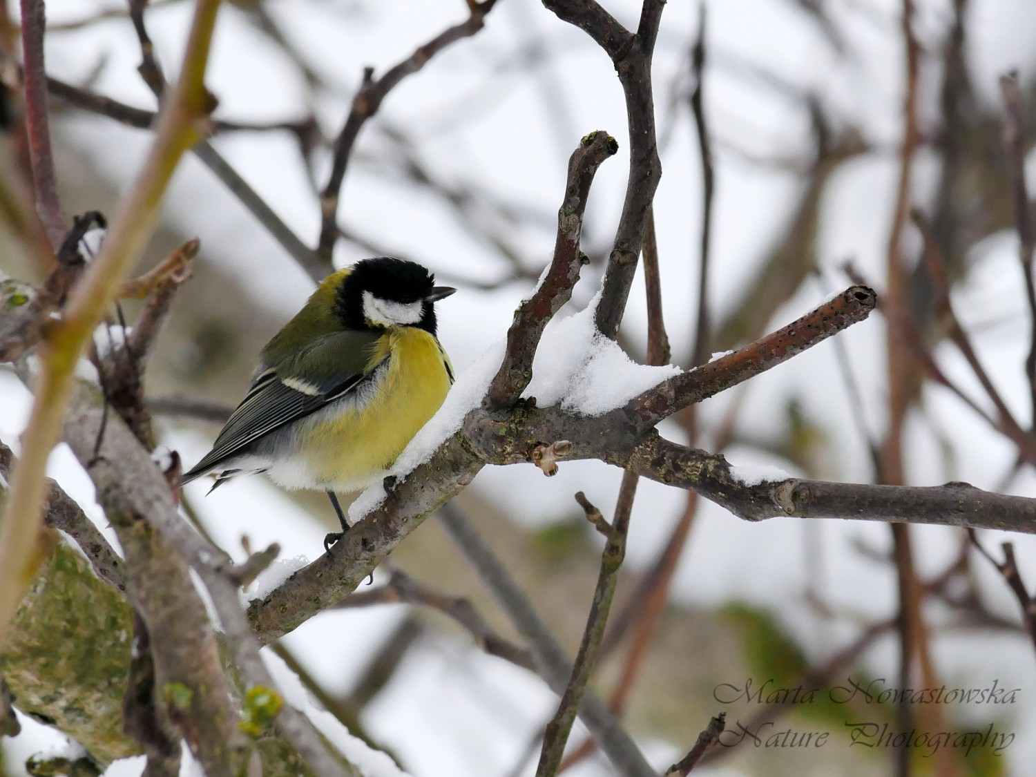 livebirdspoland_65cd59c30f62358b2ab7d118e750dc58.jpg