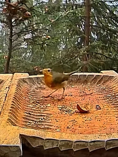 livebirdspoland_0493b9017dacc342f3c25c9a93f2ed6c.jpg