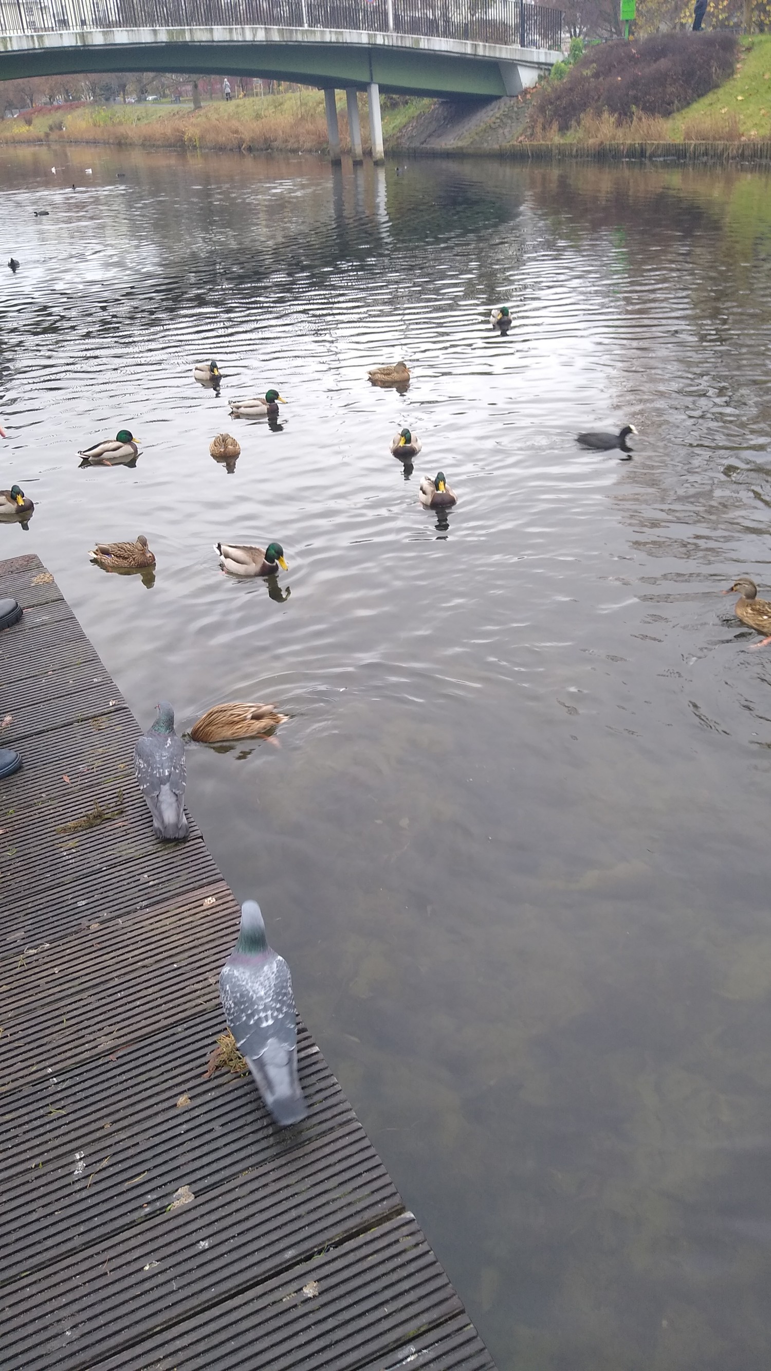 livebirdspoland_3c482fdfaf1ed6ea4d0af8ba1cf3cc53.jpg