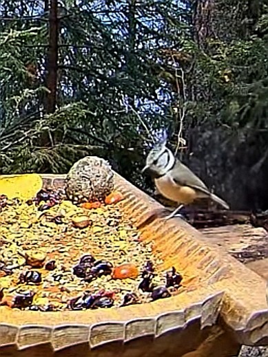 livebirdspoland_2609a98fbafba0f455b580d4abf64553.jpg