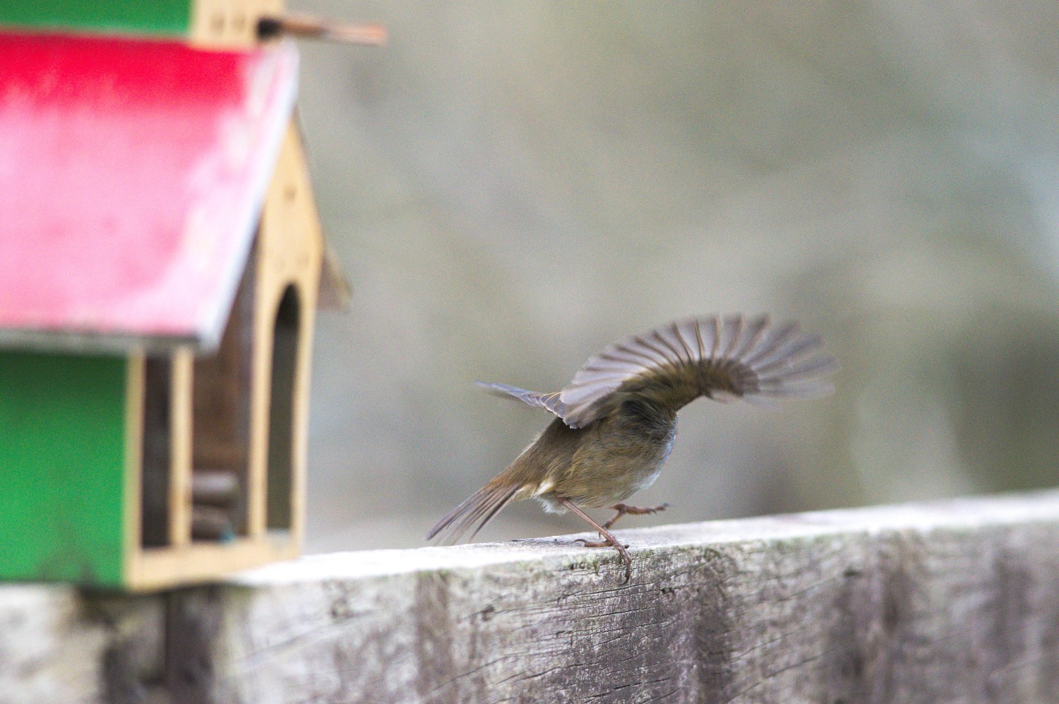 livebirdspoland_4f623f958f60c002d80746e7ba29e855.jpg